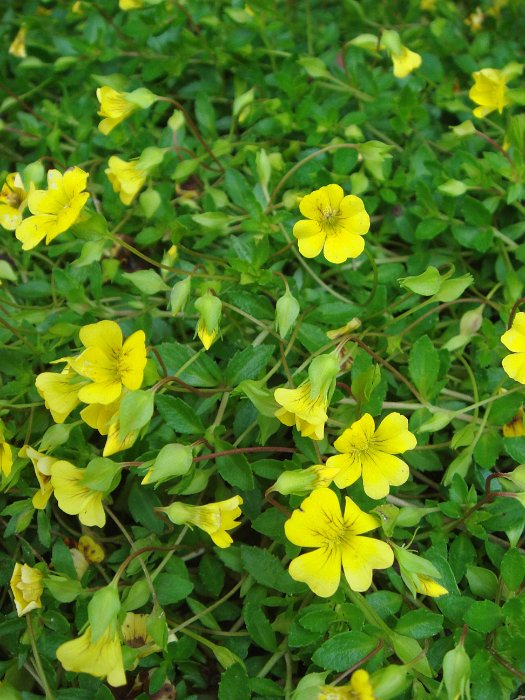 Mecardonia procumbens (2)